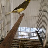 Vend canaris raza espagnol #1
