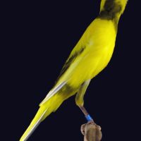 Vend canaris raza espagnol #2