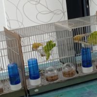 Vend canaris raza espagnol #3