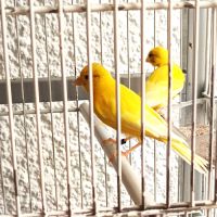 Vend canaris raza espagnol #4