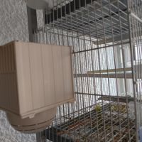 Vend canaris raza espagnol #7