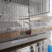 Vend canaris raza espagnol #8