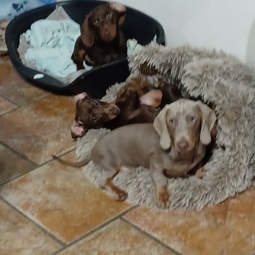 Teckel nain isabella tan