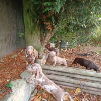 Teckel nain isabella tan #4