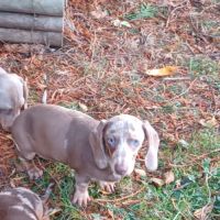 Teckels nain isabella tan et arlequin