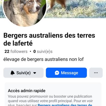 Chiots berger australien à réserver #1