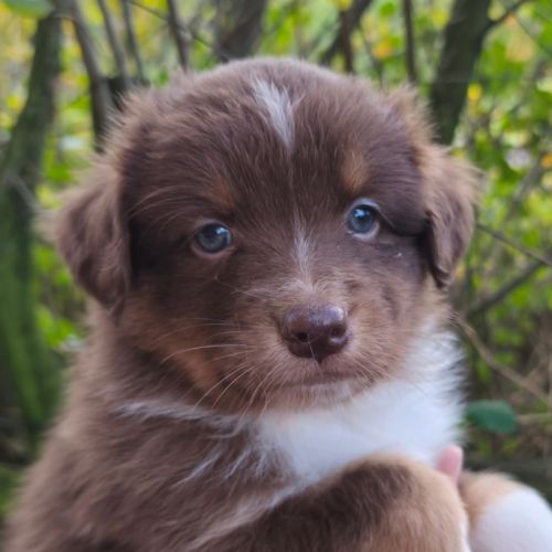 Chiots berger australien à réserver #2