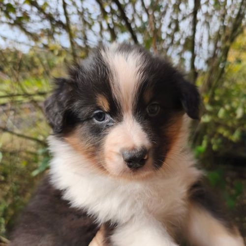 Chiots berger australien à réserver