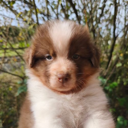 Chiots berger australien à réserver #5