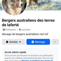Chiots berger australien à réserver #1
