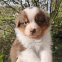 Chiots berger australien à réserver #3