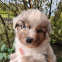 Chiots berger australien à réserver #6