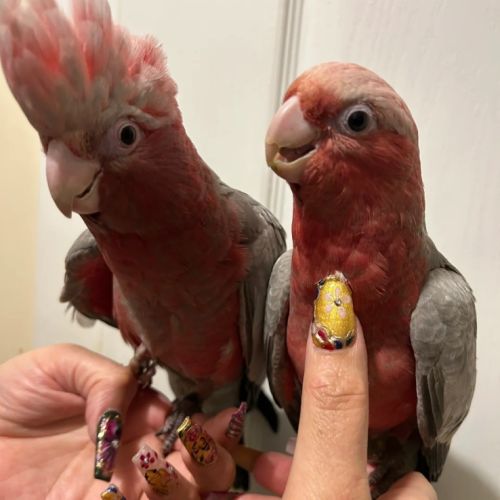 Cacatoès élevé à la main