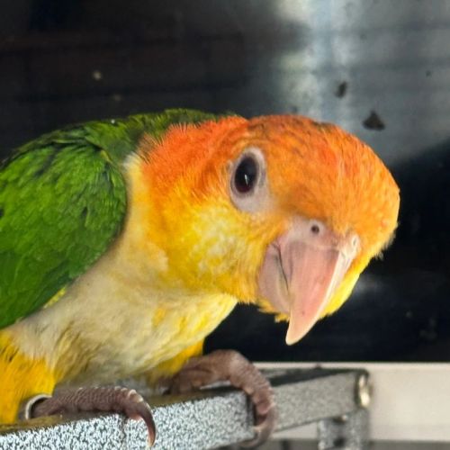 Caïques à cuisses jaunes - élevés à la main #0