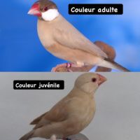 Mâle padda isabelle