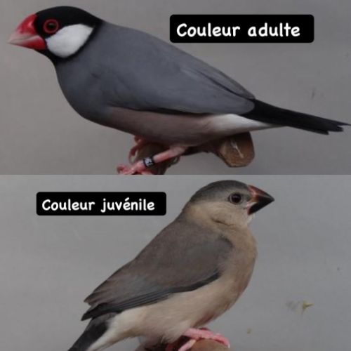 Mâle padda couleur sauvage #0