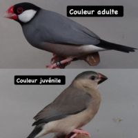 Mâle padda couleur sauvage