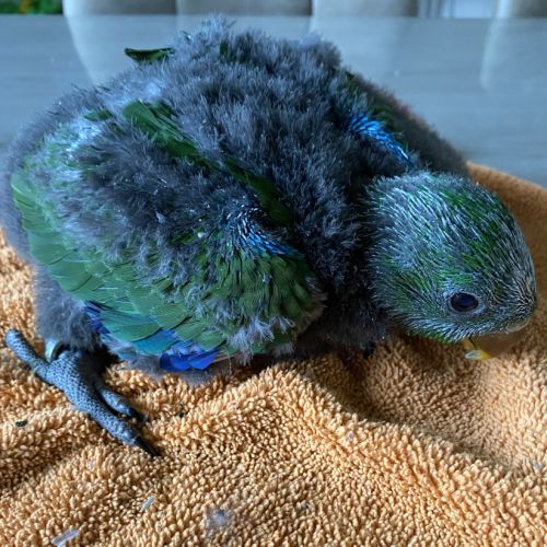 Perroquet ecletus apprivoiser eam #1