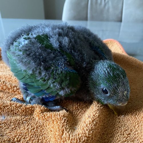 Perroquet ecletus apprivoiser eam #2