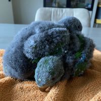 Perroquet ecletus apprivoiser eam #0