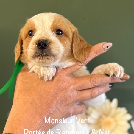 Mâles epagneul breton lof orange & blanc #0