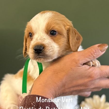 Mâles epagneul breton lof orange & blanc #3