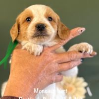 Mâles epagneul breton lof orange & blanc #2