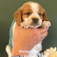 Mâles epagneul breton lof orange & blanc #4