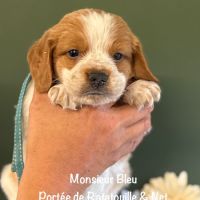 Mâles epagneul breton lof orange & blanc #5