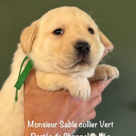 Males labrador lof non confirmable sable #1