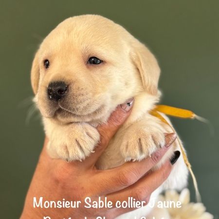 Males labrador lof non confirmable sable #4