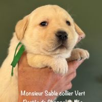 Males labrador lof non confirmable sable #1