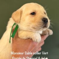 Males labrador lof non confirmable sable