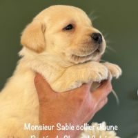 Males labrador lof non confirmable sable #3