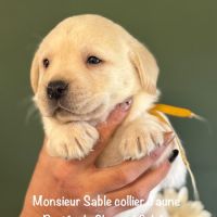 Males labrador lof non confirmable sable #4