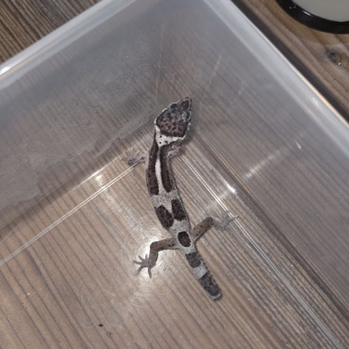 Gecko léopard juvenile né le 21 aout #1