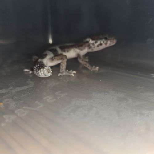 Gecko léopard juvenile né le 21 aout