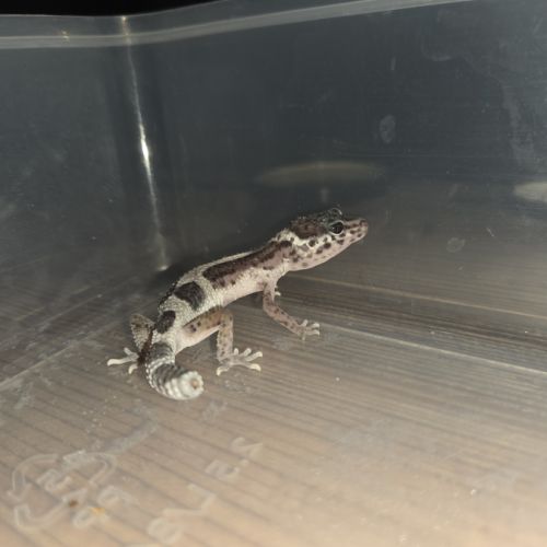 Gecko léopard juvenile né le 21 aout #3