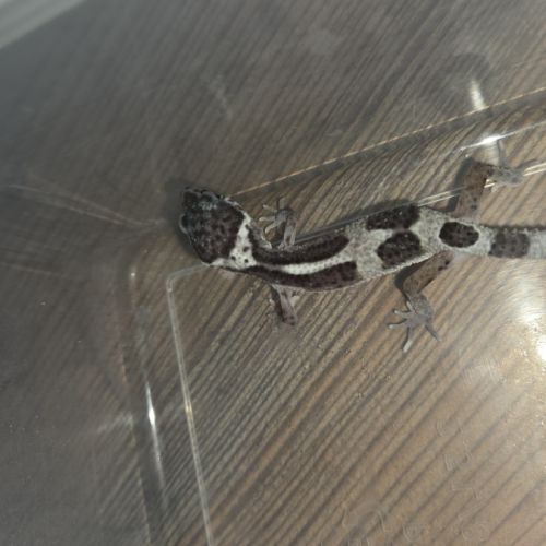 Gecko léopard juvenile né le 21 aout #6