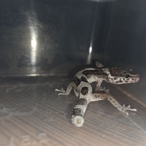 Gecko léopard juvenile né le 21 aout #8