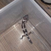 Gecko léopard juvenile né le 21 aout #1