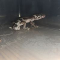 Gecko léopard juvenile né le 21 aout