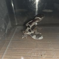 Gecko léopard juvenile né le 21 aout #4