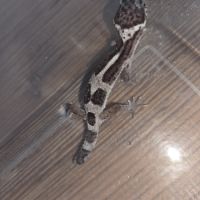 Gecko léopard juvenile né le 21 aout #5