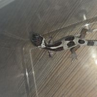 Gecko léopard juvenile né le 21 aout #6