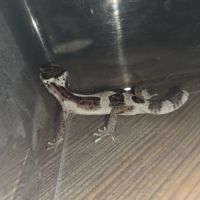 Gecko léopard juvenile né le 21 aout #7