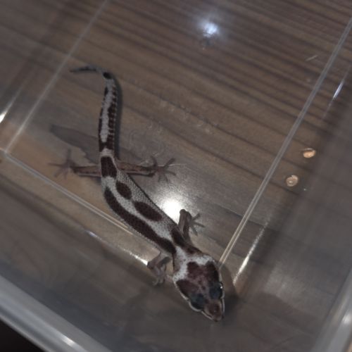 Gecko leopard juvenile né le 25 septembre