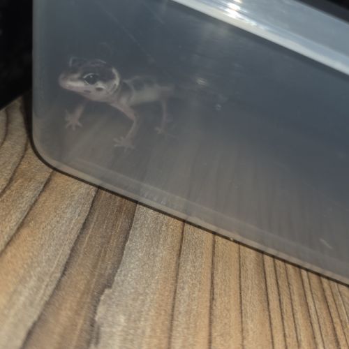 Gecko leopard juvenile né le 25 septembre #2