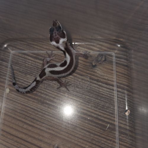 Gecko leopard juvenile né le 25 septembre #3