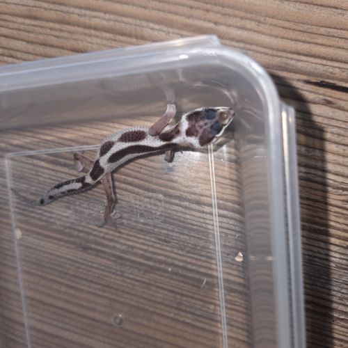 Gecko leopard juvenile né le 25 septembre #4